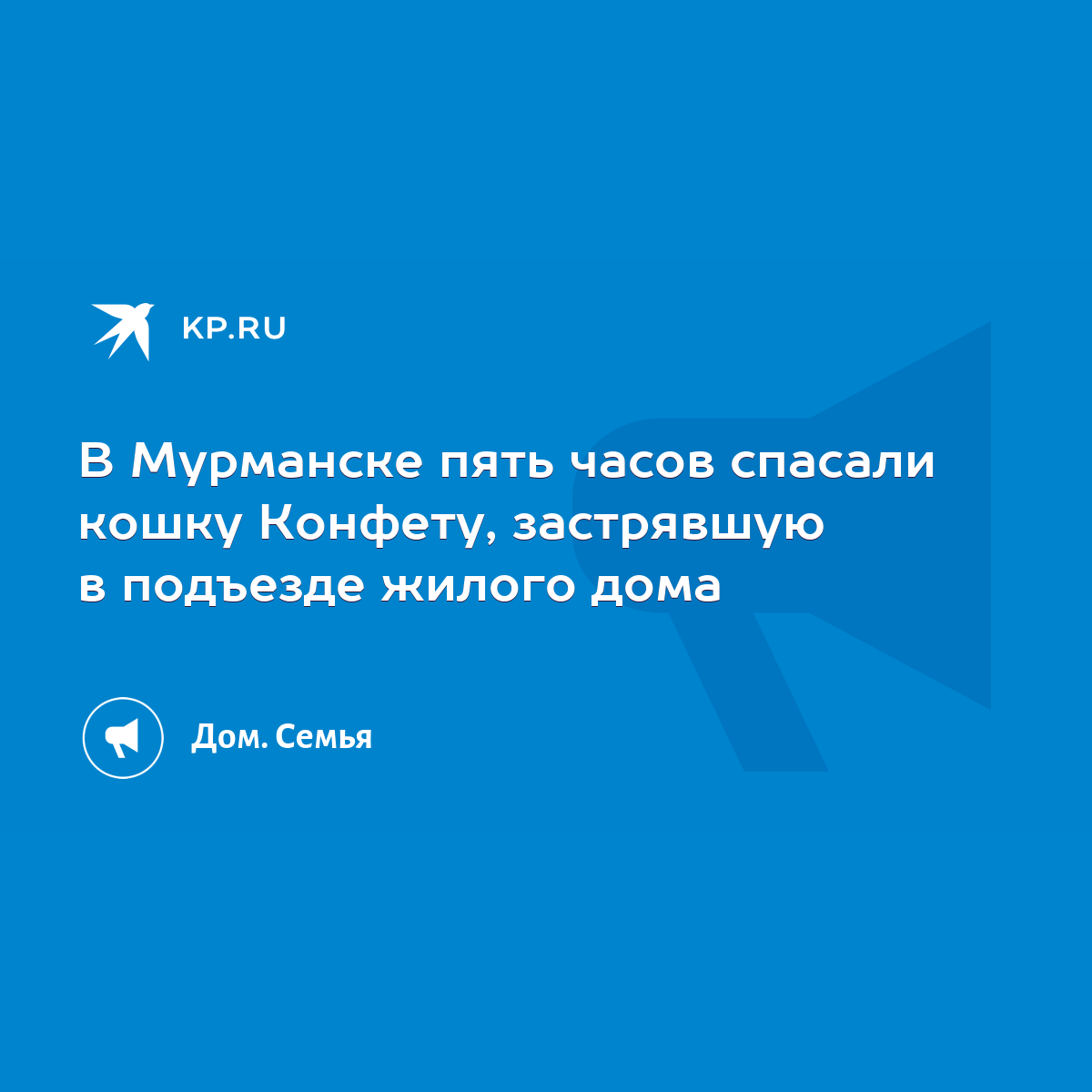 В Мурманске пять часов спасали кошку Конфету, застрявшую в подъезде жилого  дома - KP.RU