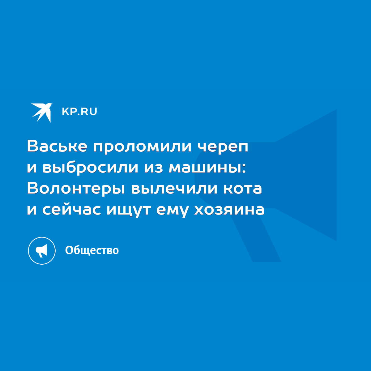 Ваське проломили череп и выбросили из машины: Волонтеры вылечили кота и  сейчас ищут ему хозяина - KP.RU