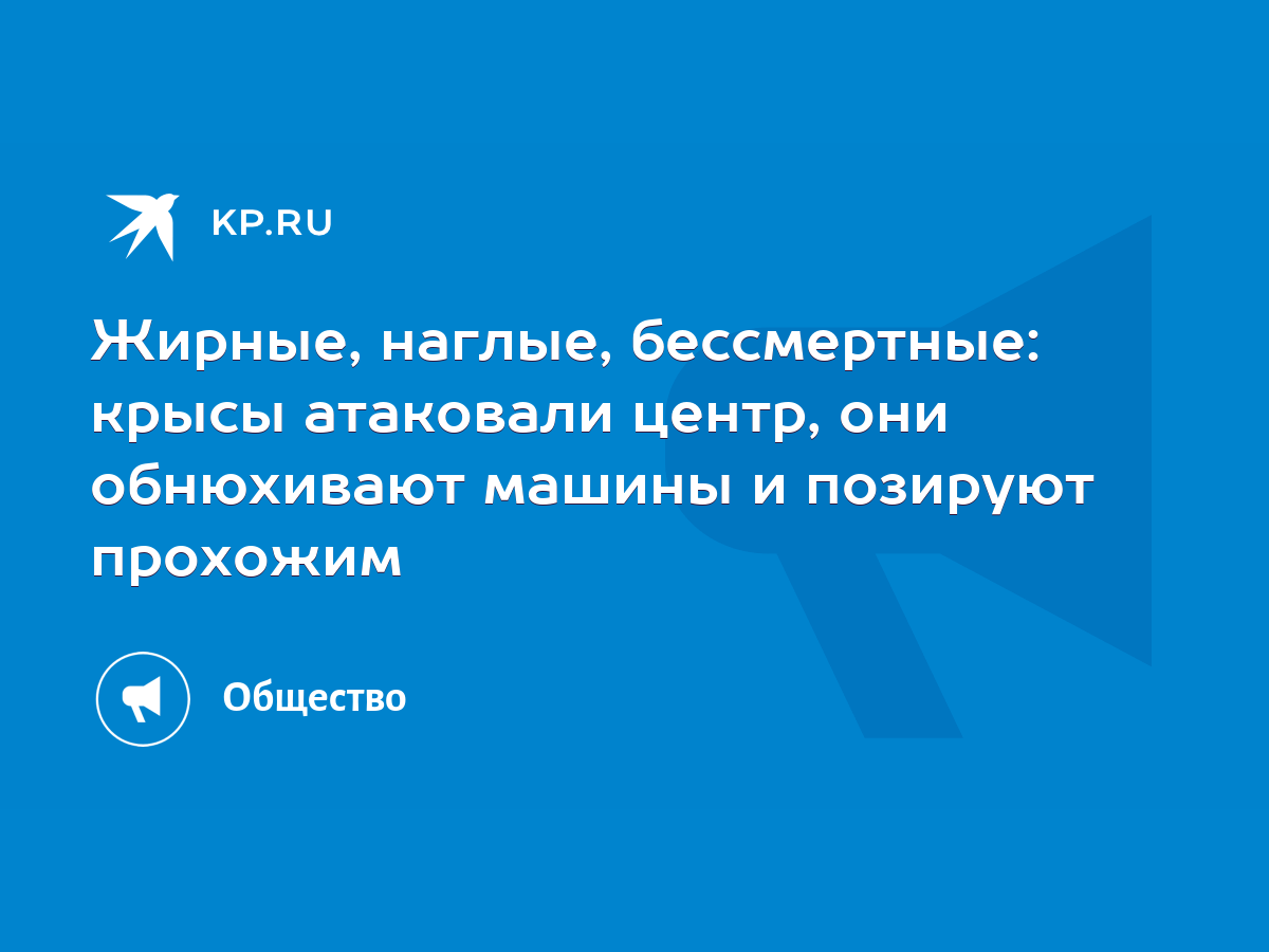 Жирные, наглые, бессмертные: крысы атаковали центр, они обнюхивают машины и  позируют прохожим - KP.RU