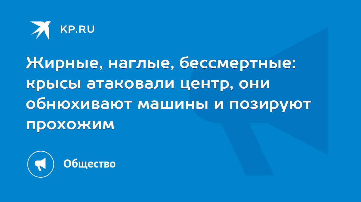 Жирные, наглые, бессмертные: крысы атаковали центр, они обнюхивают машины и  позируют прохожим - KP.RU