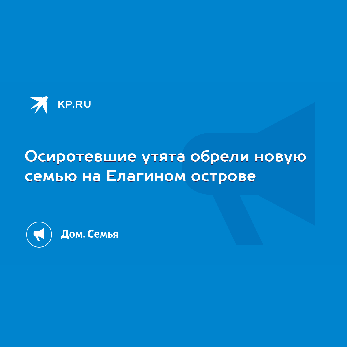 Осиротевшие утята обрели новую семью на Елагином острове - KP.RU