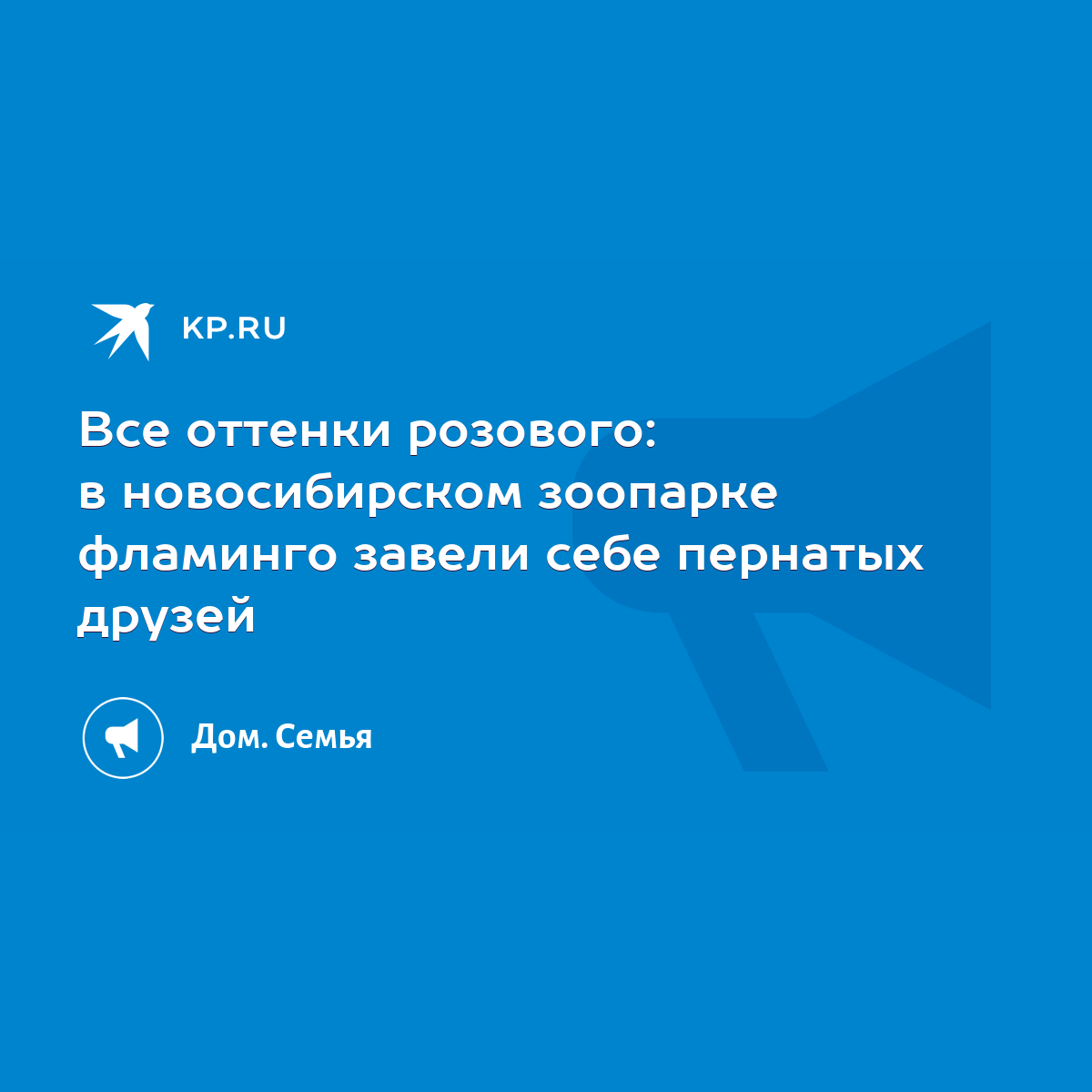 Все оттенки розового: в новосибирском зоопарке фламинго завели себе  пернатых друзей - KP.RU