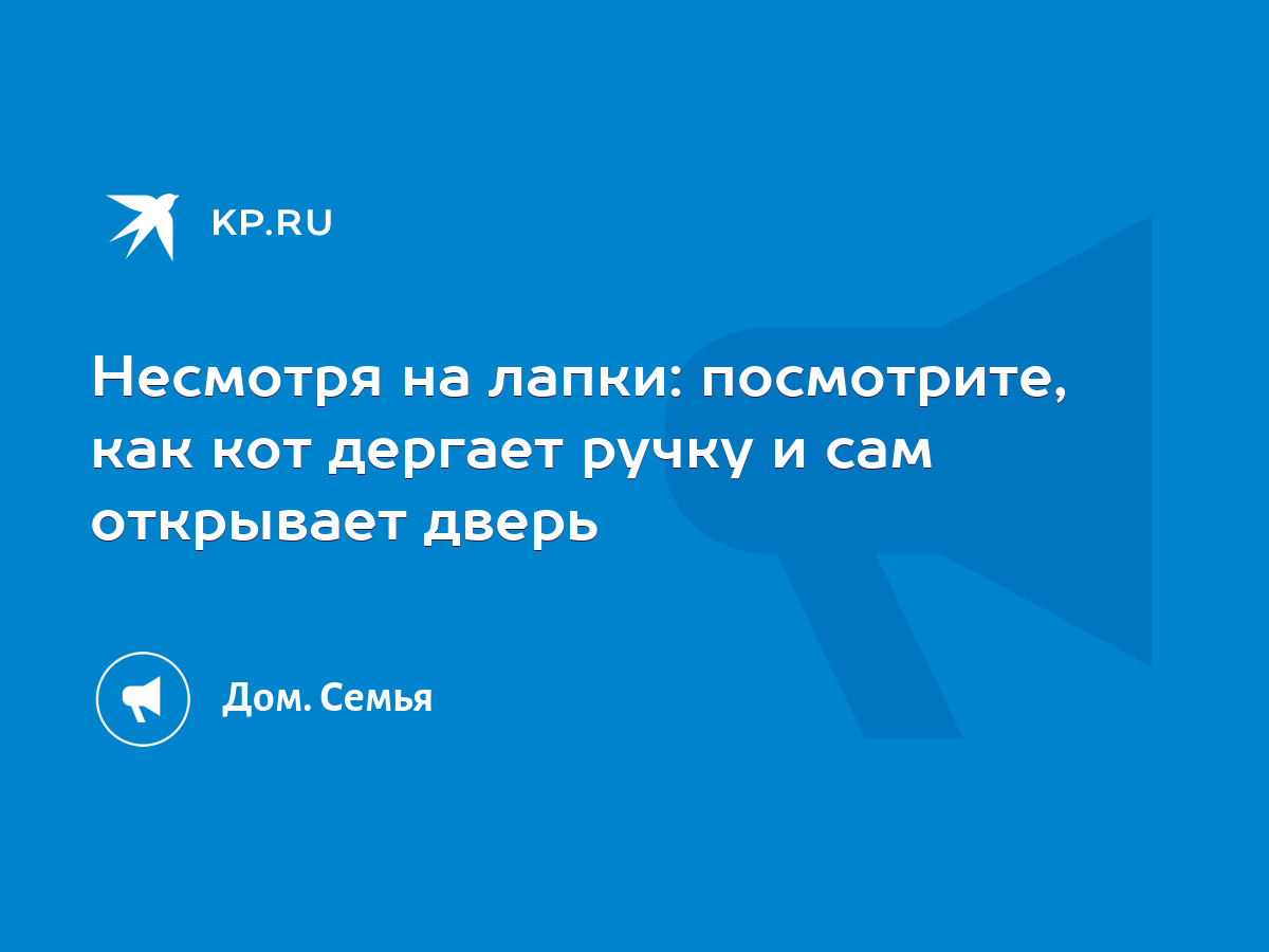 Несмотря на лапки: посмотрите, как кот дергает ручку и сам открывает дверь  - KP.RU