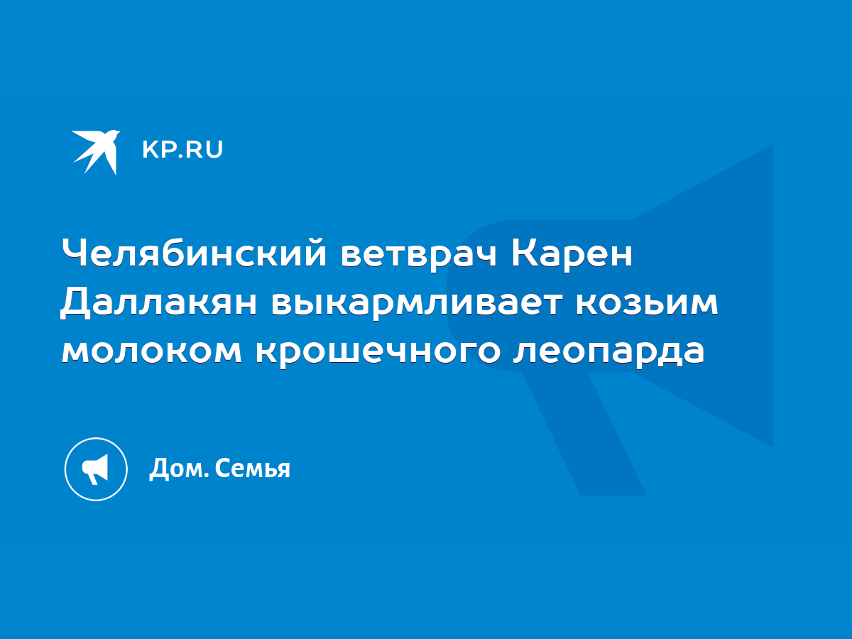 Челябинский ветврач Карен Даллакян выкармливает козьим молоком крошечного  леопарда - KP.RU