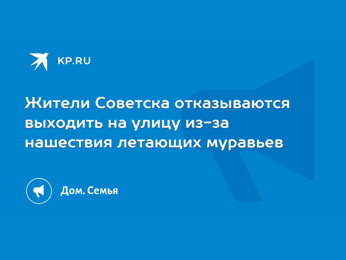 Жители Советска отказываются выходить на улицу из-за нашествия летающих  муравьев - KP.RU