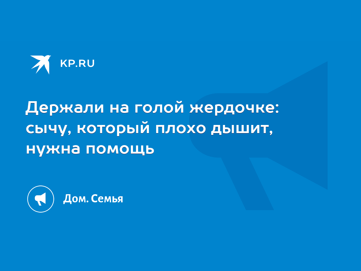 Держали на голой жердочке: сычу, который плохо дышит, нужна помощь - KP.RU