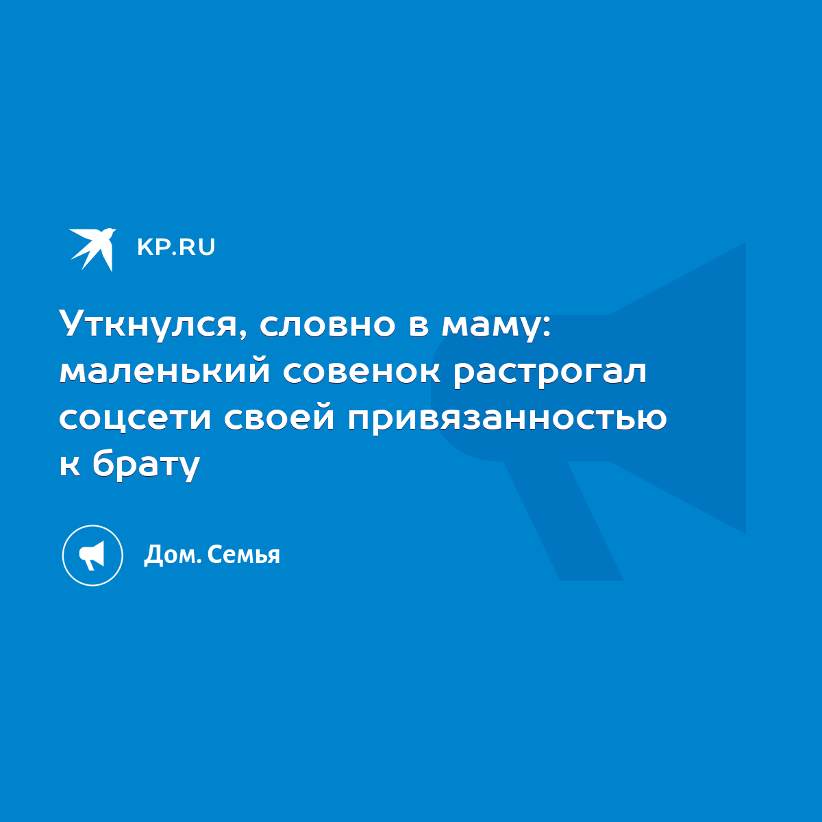 Уткнулся, словно в маму: маленький совенок растрогал соцсети своей  привязанностью к брату - KP.RU