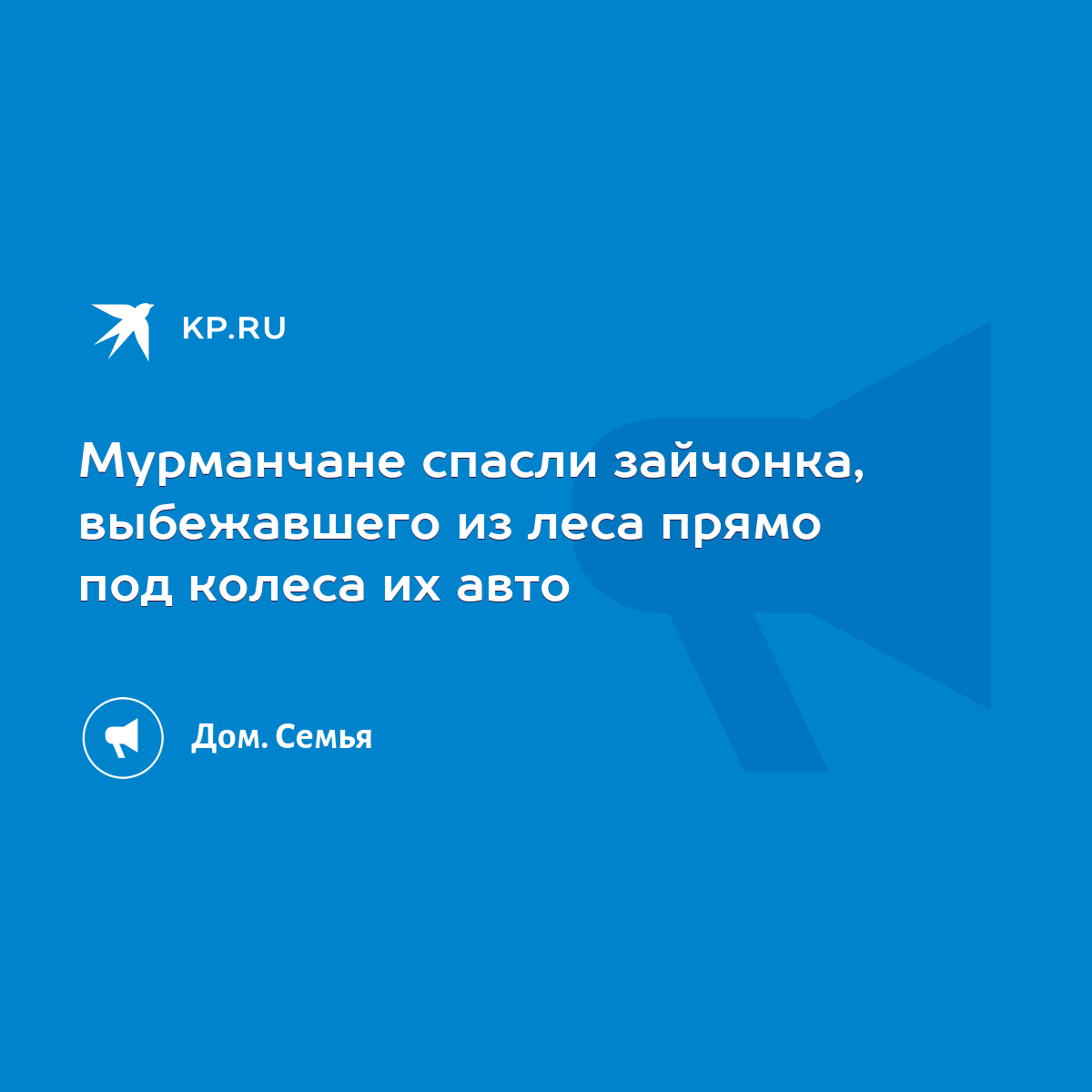 Мурманчане спасли зайчонка, выбежавшего из леса прямо под колеса их авто -  KP.RU