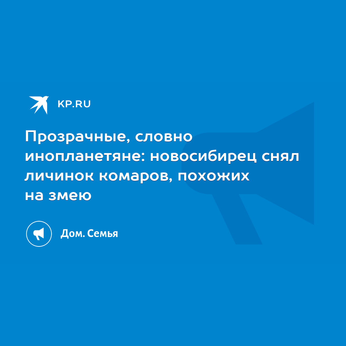 Прозрачные, словно инопланетяне: новосибирец снял личинок комаров, похожих  на змею - KP.RU