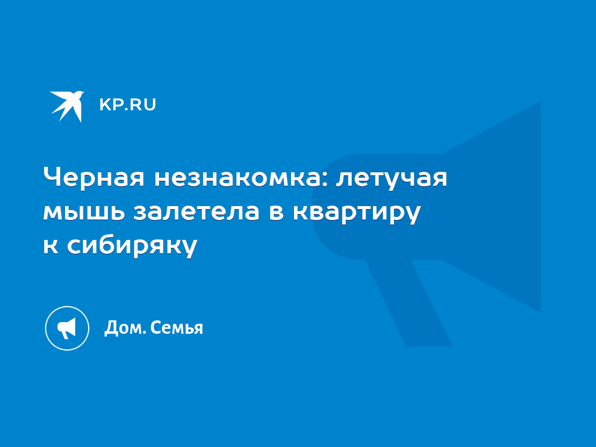 Черная незнакомка: летучая мышь залетела в квартиру к сибиряку - KP.RU