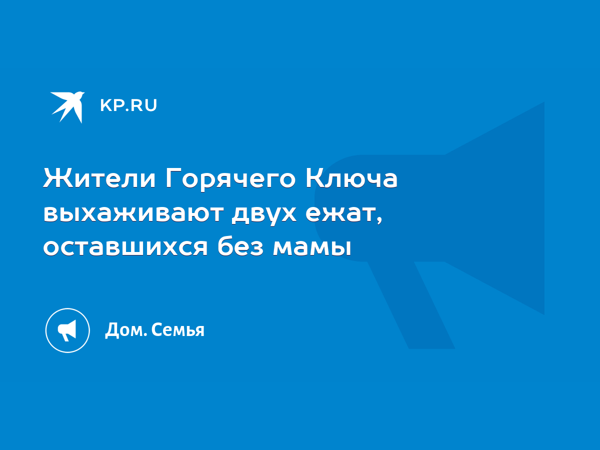 Жители Горячего Ключа выхаживают двух ежат, оставшихся без мамы - KP.RU