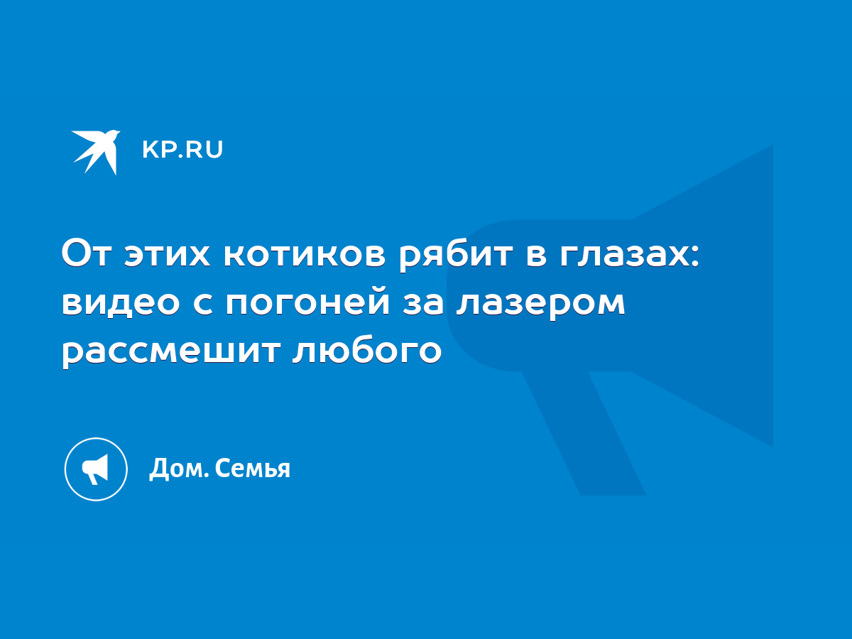 От этих котиков рябит в глазах: видео с погоней за лазером рассмешит любого  - KP.RU