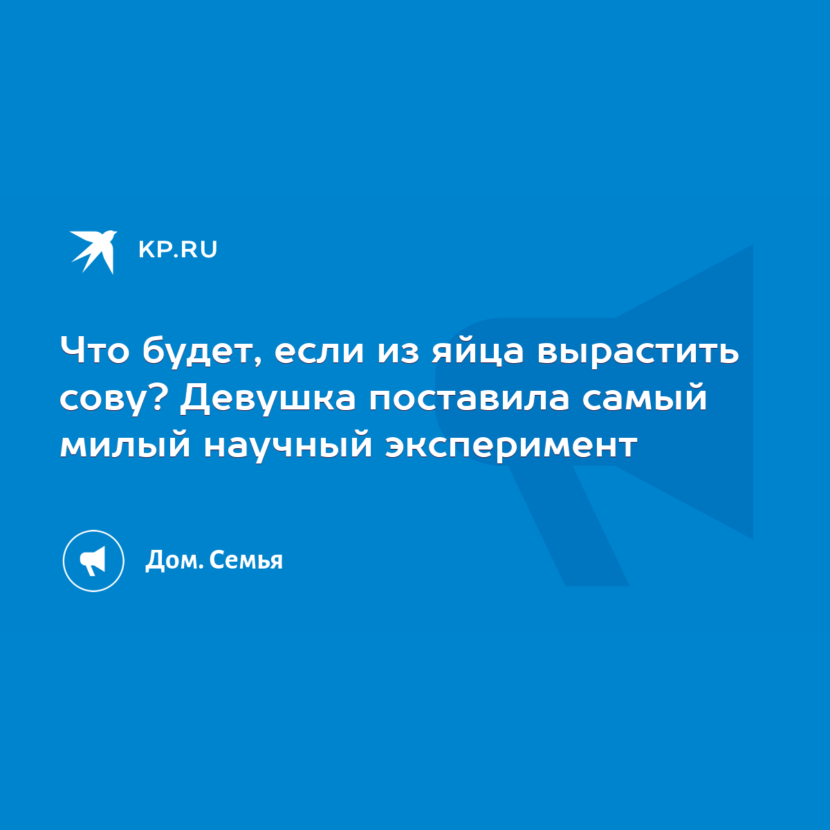 Что будет, если из яйца вырастить сову? Девушка поставила самый милый  научный эксперимент - KP.RU