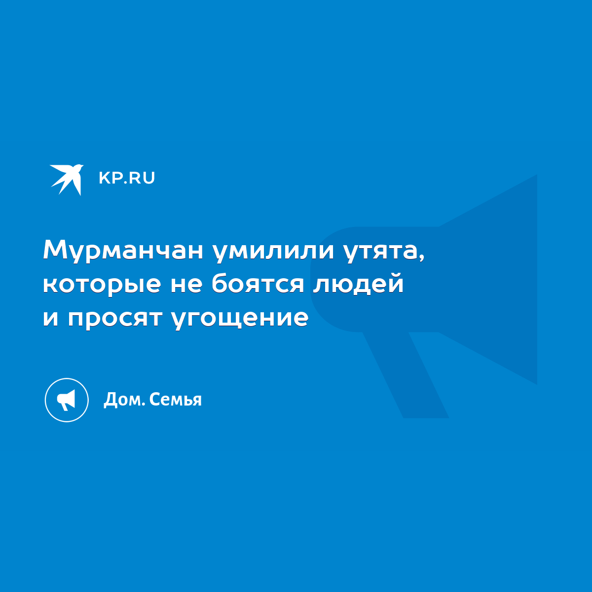 Мурманчан умилили утята, которые не боятся людей и просят угощение - KP.RU