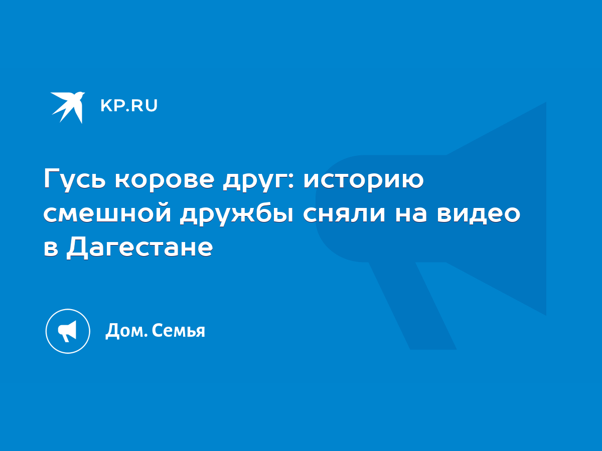 Гусь корове друг: историю смешной дружбы сняли на видео в Дагестане - KP.RU