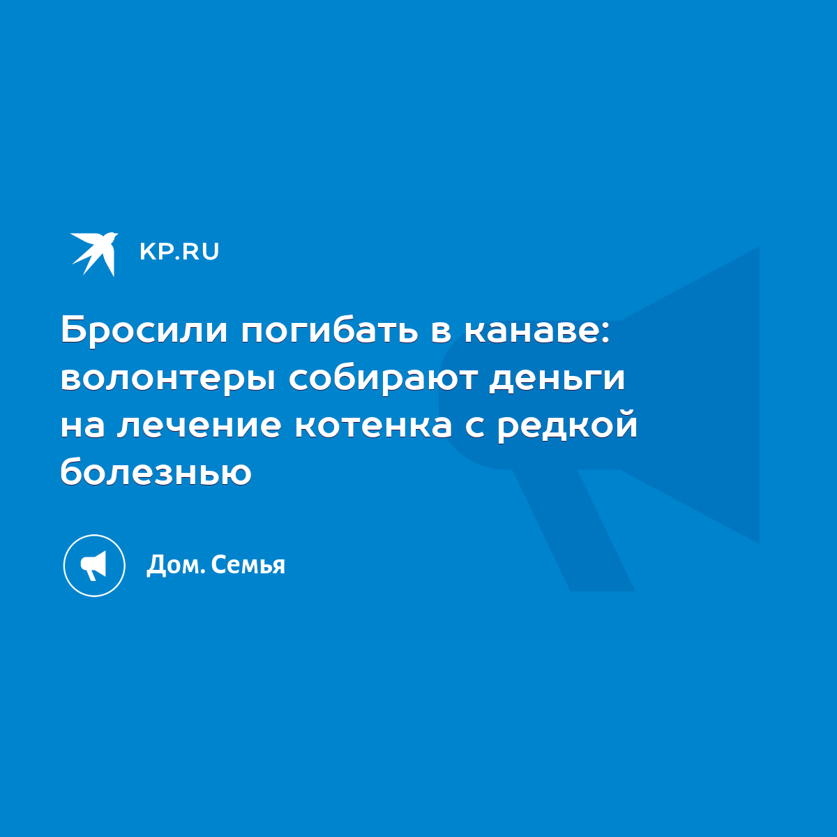 Бросили погибать в канаве: волонтеры собирают деньги на лечение котенка с  редкой болезнью - KP.RU