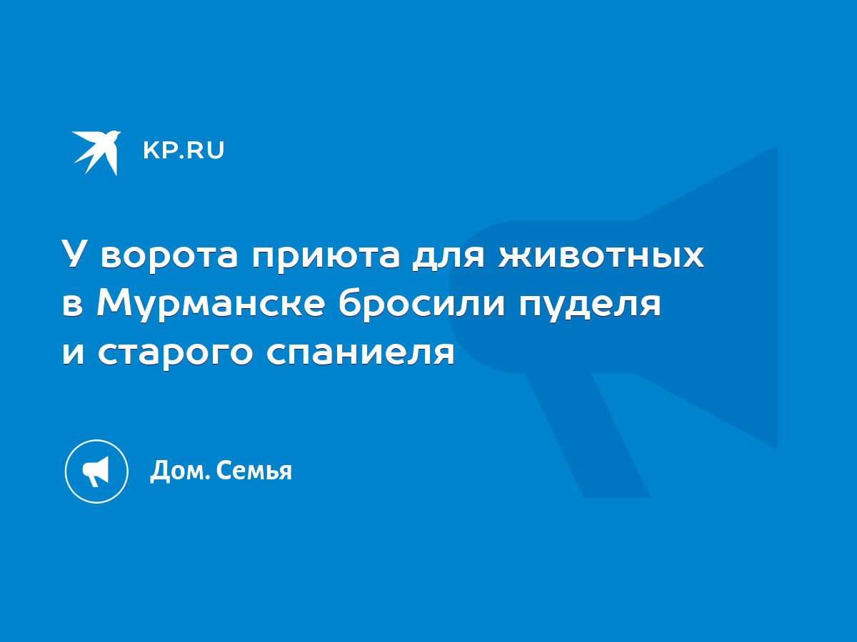 У ворота приюта для животных в Мурманске бросили пуделя и старого спаниеля  - KP.RU