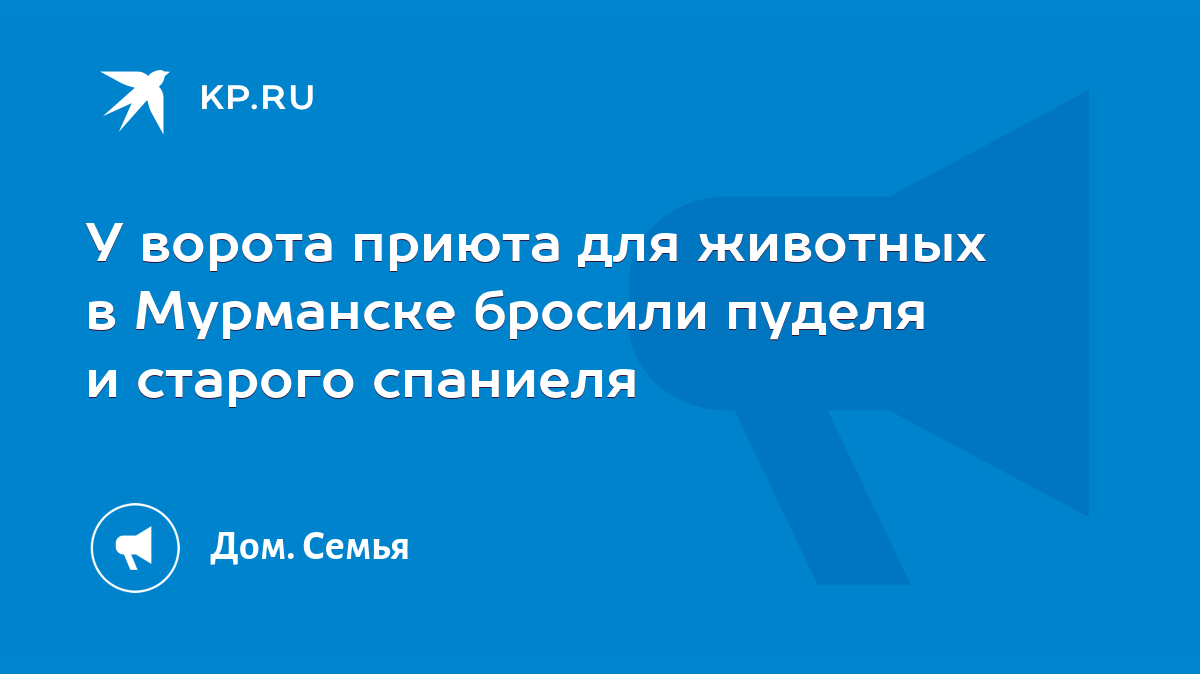 У ворота приюта для животных в Мурманске бросили пуделя и старого спаниеля  - KP.RU