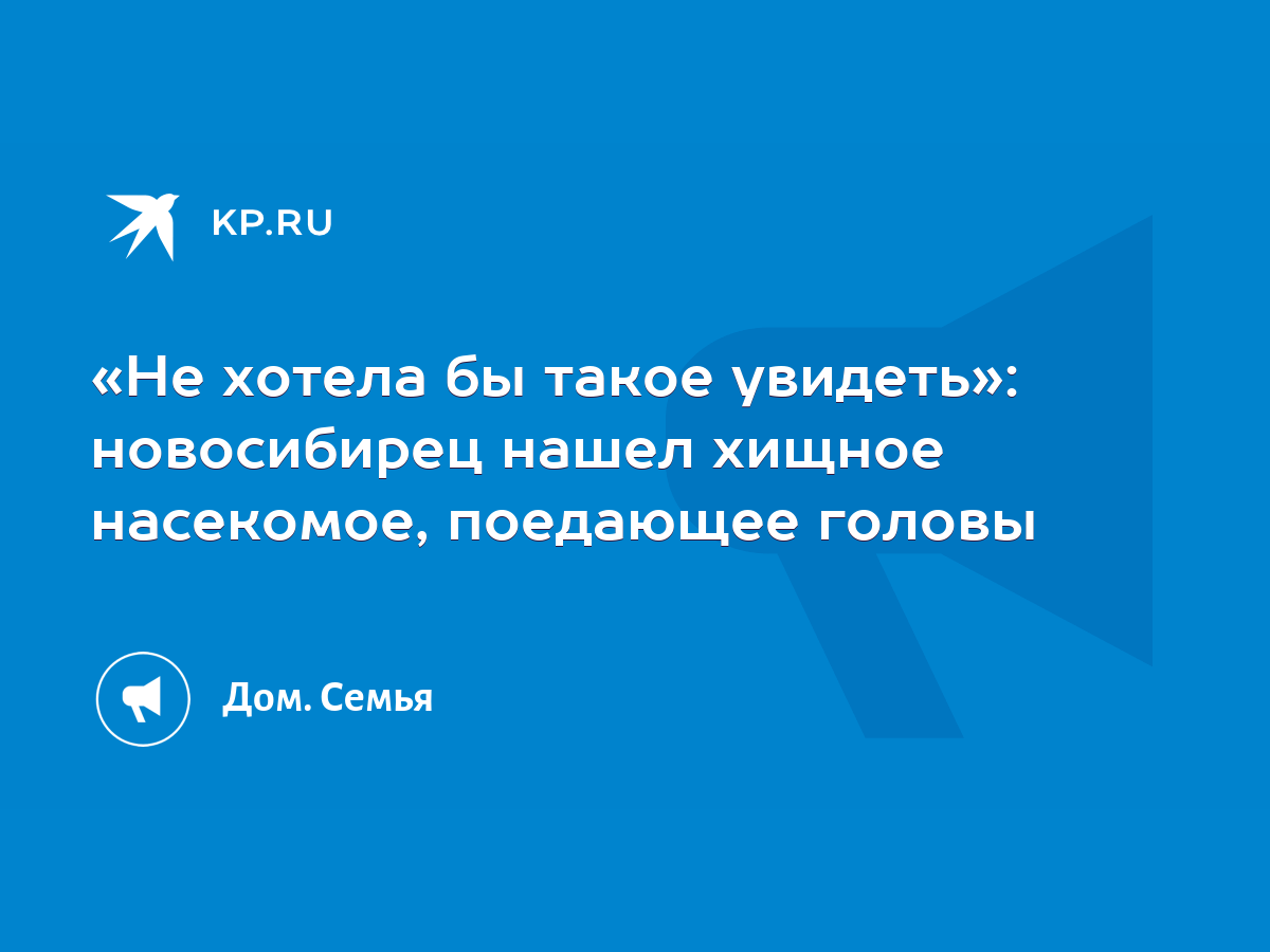 Не хотела бы такое увидеть»: новосибирец нашел хищное насекомое, поедающее  головы - KP.RU