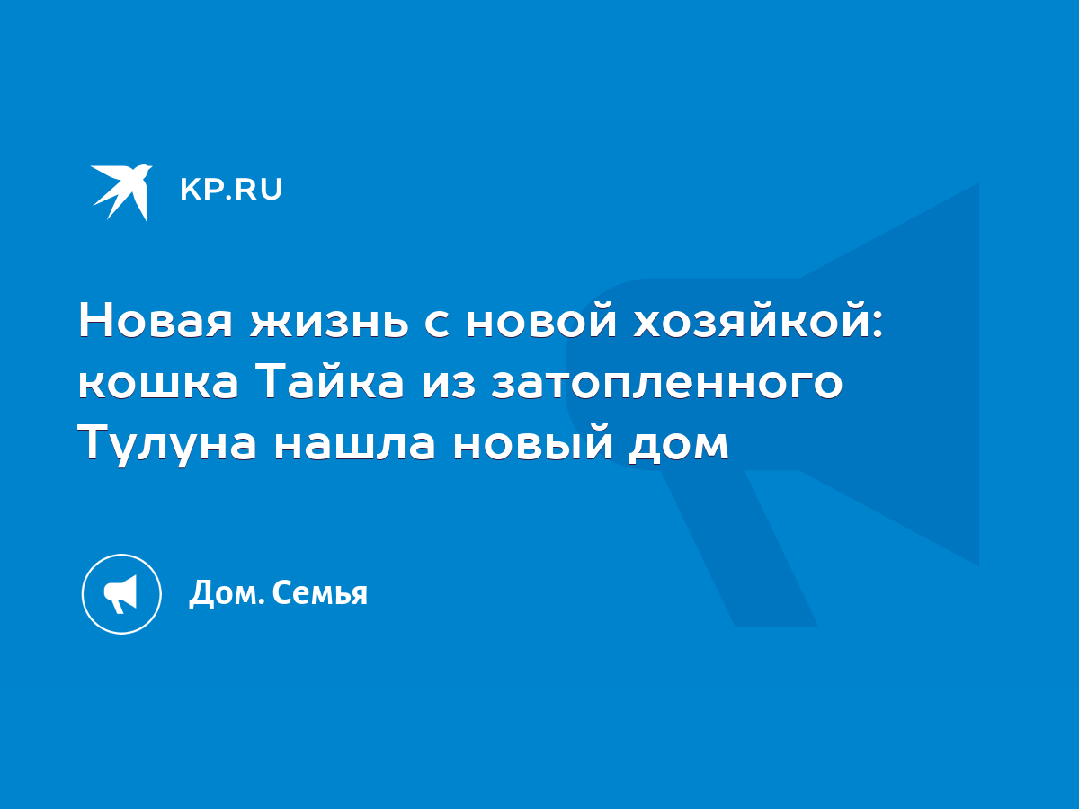 Новая жизнь с новой хозяйкой: кошка Тайка из затопленного Тулуна нашла новый  дом - KP.RU