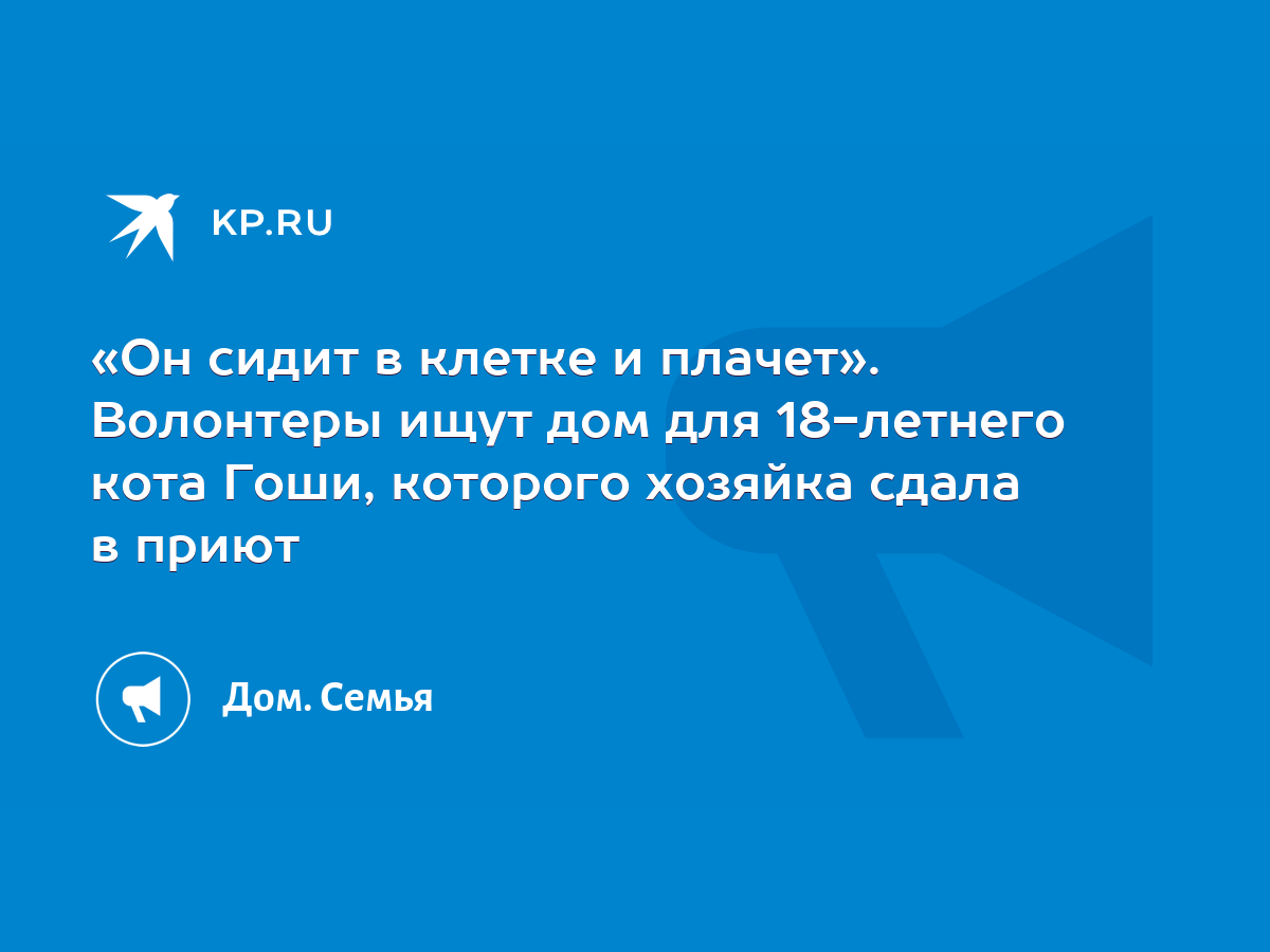 Он сидит в клетке и плачет». Волонтеры ищут дом для 18-летнего кота Гоши,  которого хозяйка сдала в приют - KP.RU