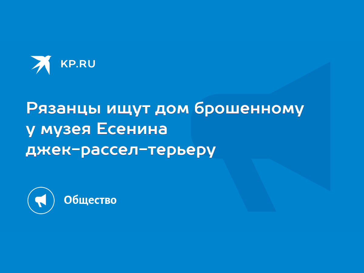 Рязанцы ищут дом брошенному у музея Есенина джек-рассел-терьеру - KP.RU