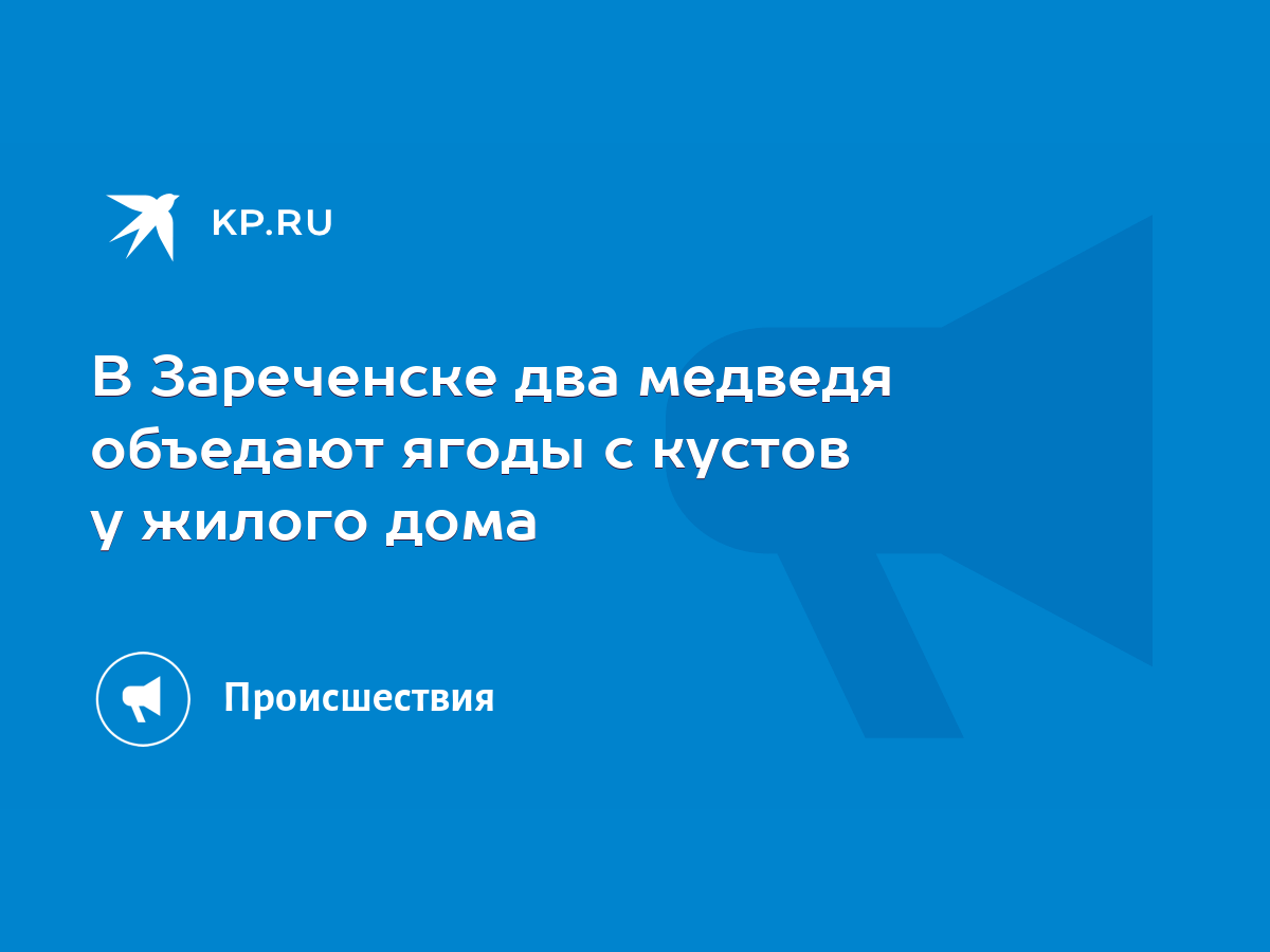 В Зареченске два медведя объедают ягоды с кустов у жилого дома - KP.RU