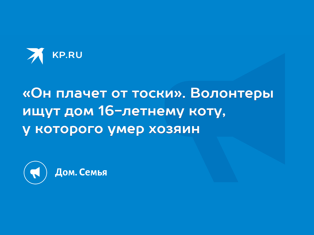 Он плачет от тоски». Волонтеры ищут дом 16-летнему коту, у которого умер  хозяин - KP.RU