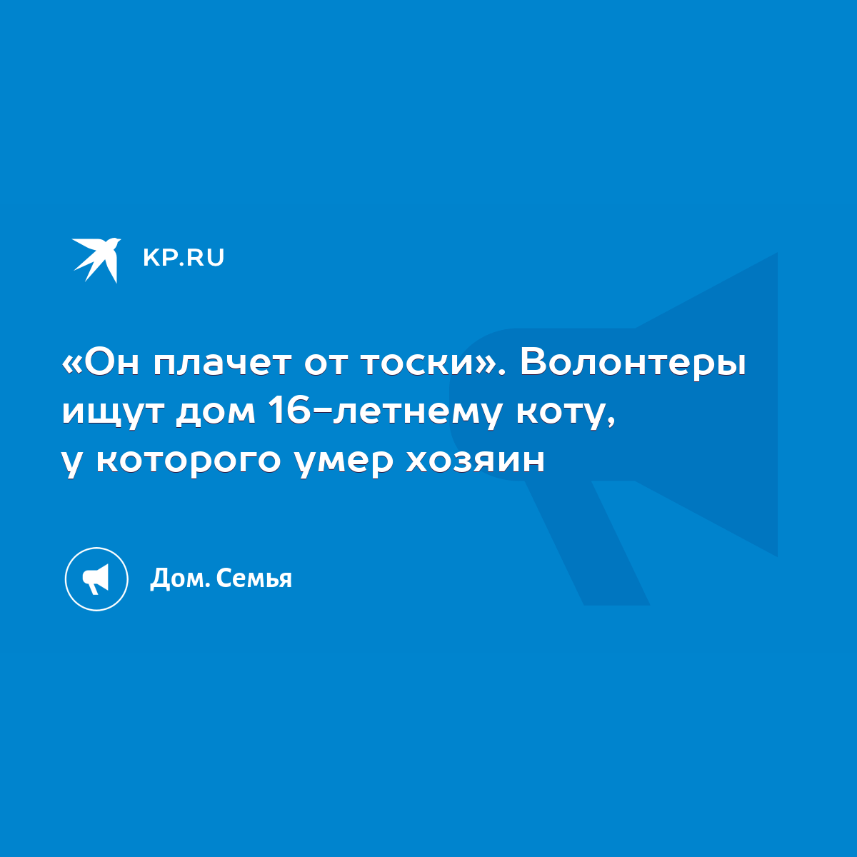 Он плачет от тоски». Волонтеры ищут дом 16-летнему коту, у которого умер  хозяин - KP.RU