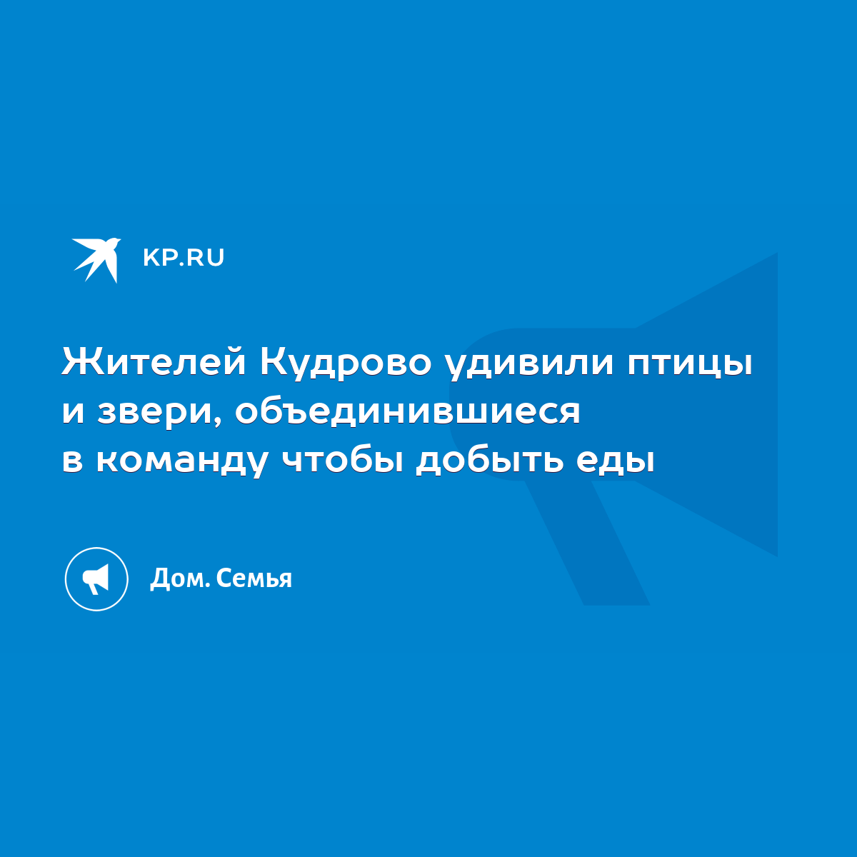 Жителей Кудрово удивили птицы и звери, объединившиеся в команду чтобы  добыть еды - KP.RU