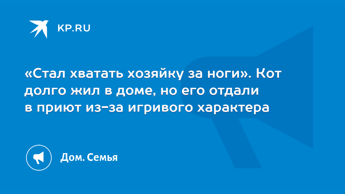 Стал хватать хозяйку за ноги». Кот долго жил в доме, но его отдали в приют  из-за игривого характера - KP.RU