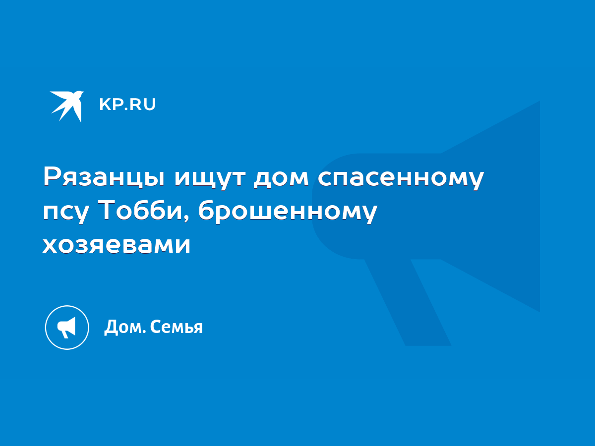 Рязанцы ищут дом спасенному псу Тобби, брошенному хозяевами - KP.RU