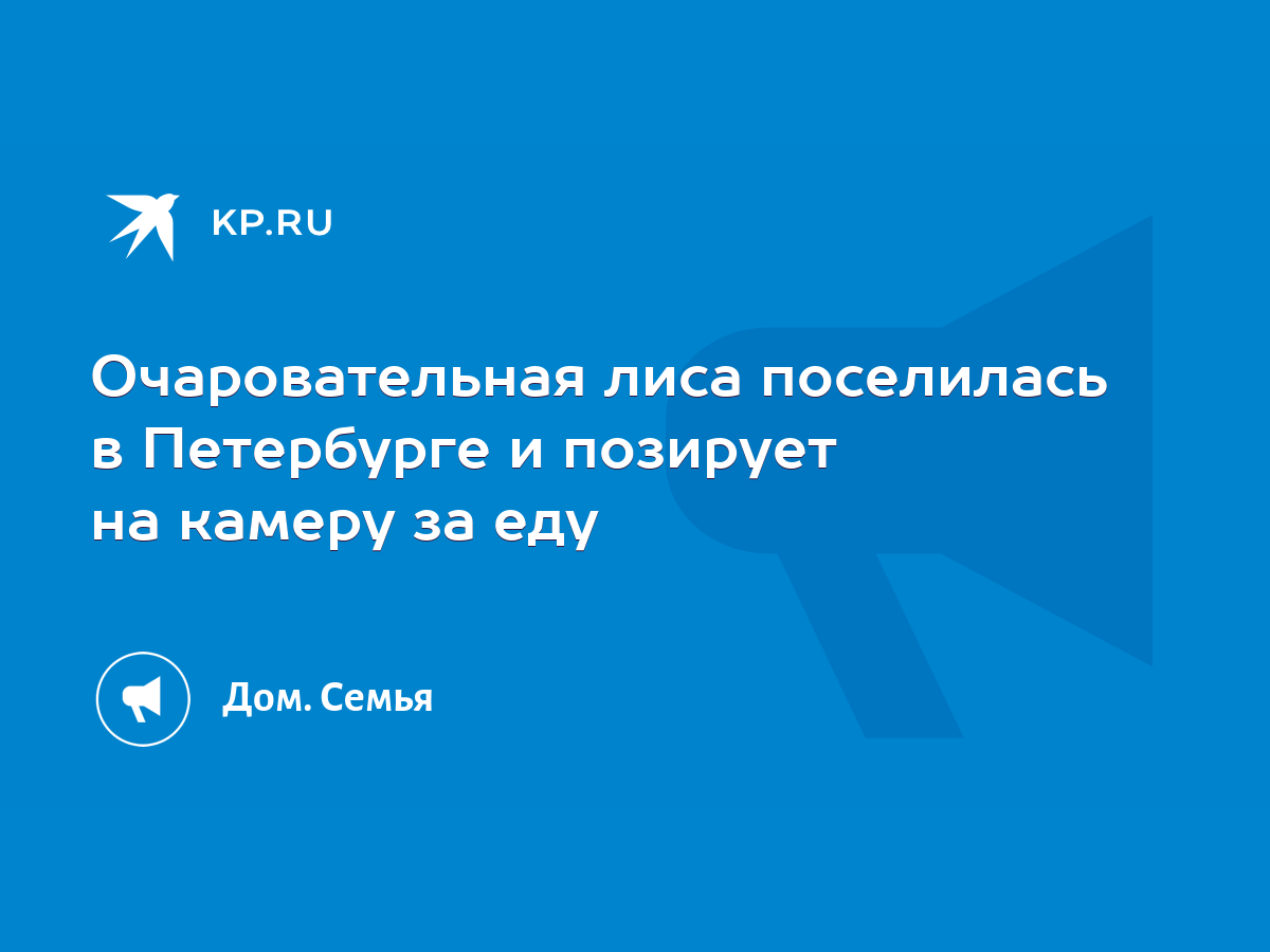 Очаровательная лиса поселилась в Петербурге и позирует на камеру за еду -  KP.RU