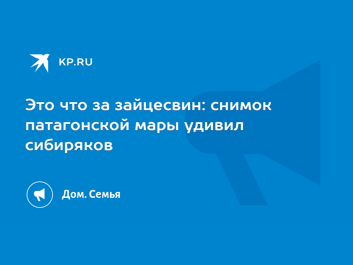 Это что за зайцесвин: снимок патагонской мары удивил сибиряков - KP.RU