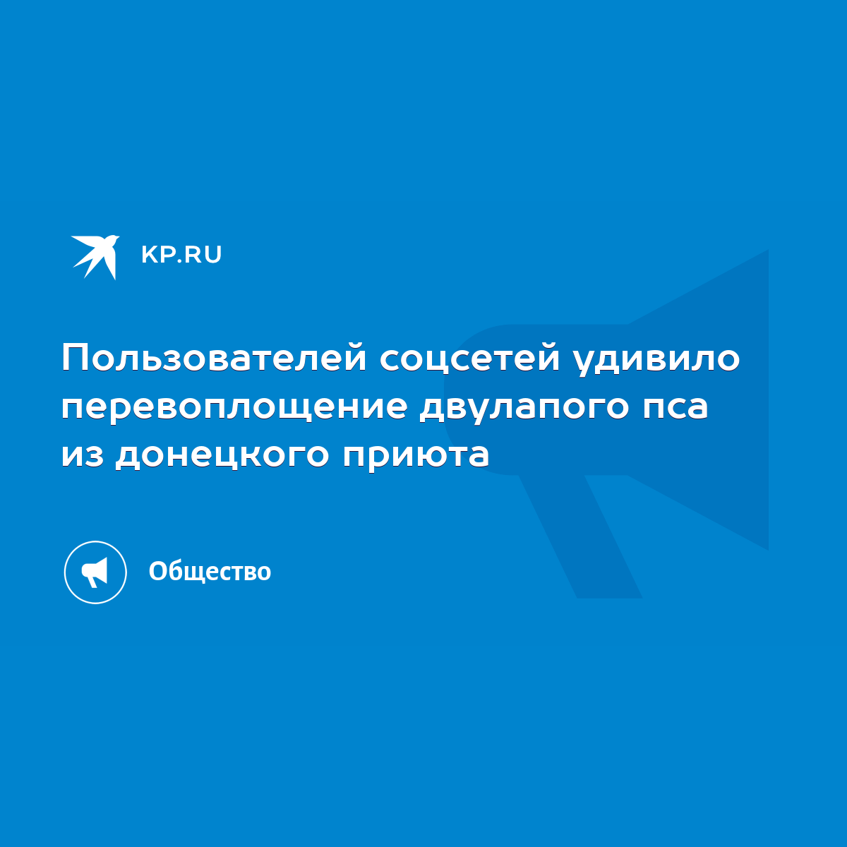 Пользователей соцсетей удивило перевоплощение двулапого пса из донецкого  приюта - KP.RU