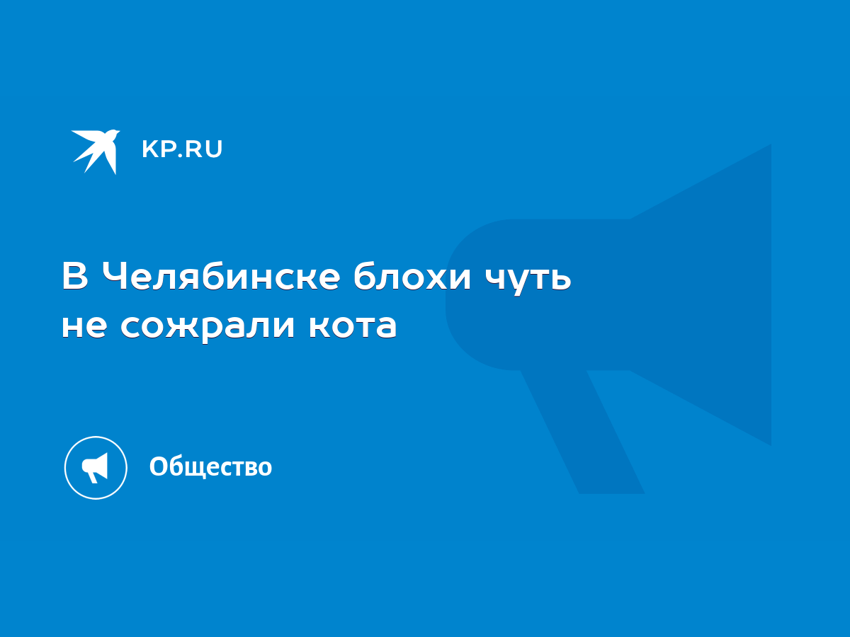 В Челябинске блохи чуть не сожрали кота - KP.RU