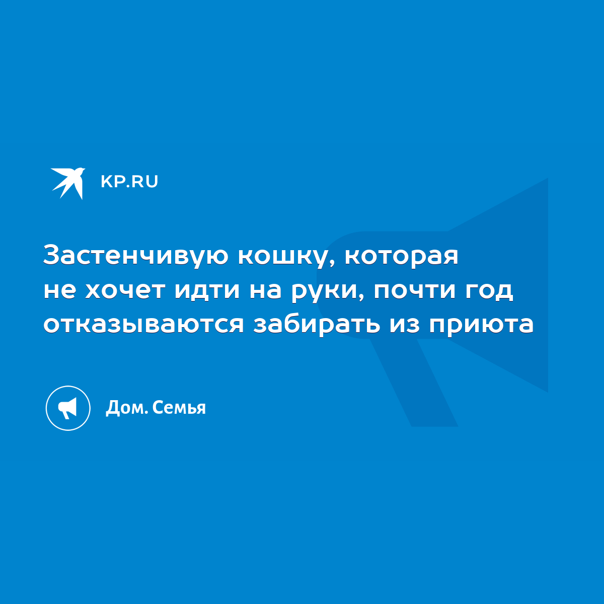 Застенчивую кошку, которая не хочет идти на руки, почти год отказываются  забирать из приюта - KP.RU