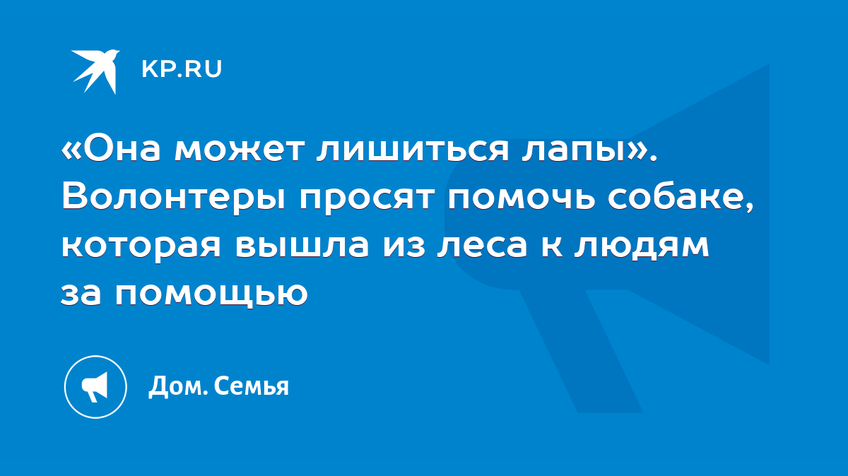 Она может лишиться лапы». Волонтеры просят помочь собаке, которая вышла из  леса к людям за помощью - KP.RU