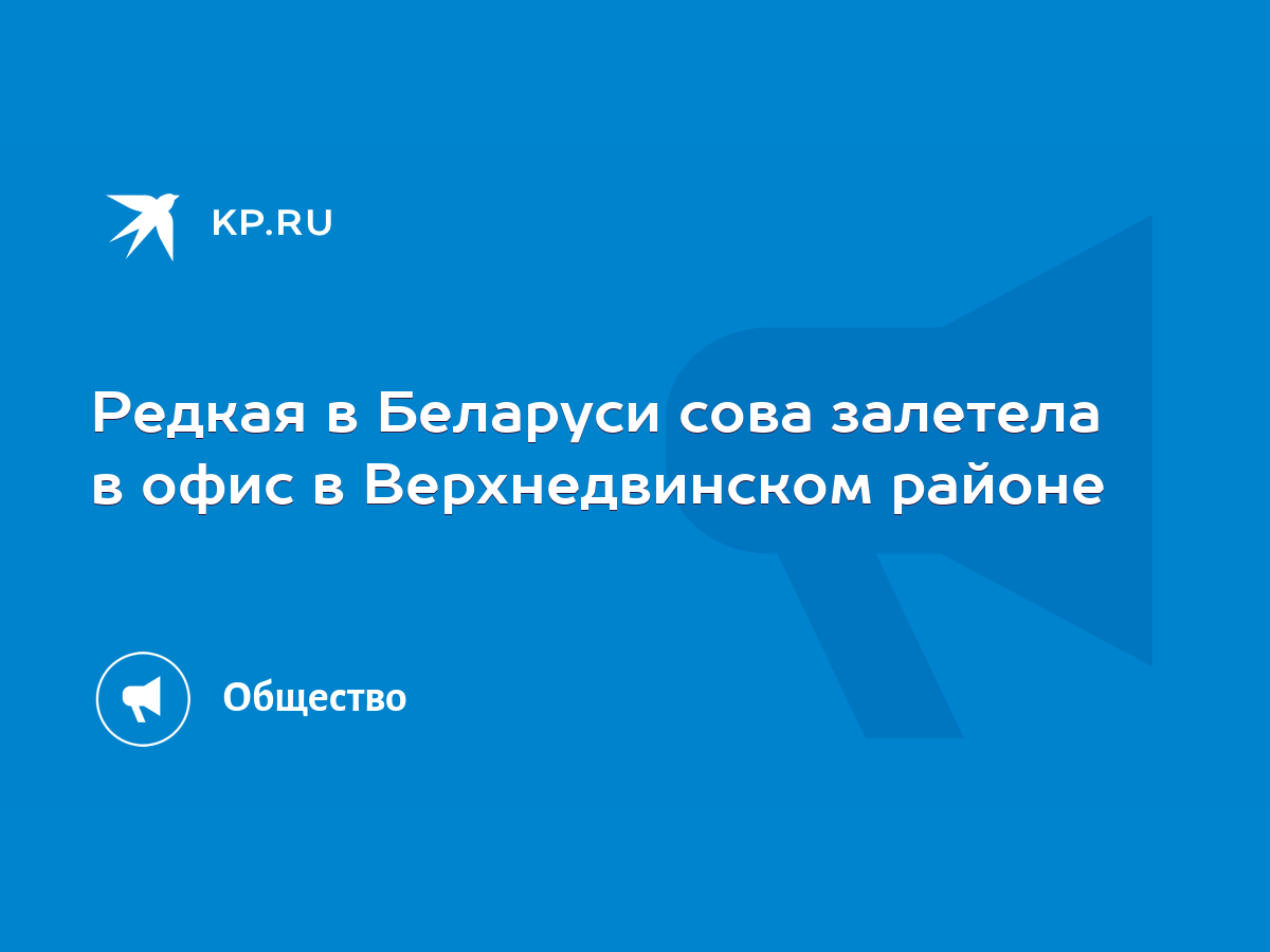 Редкая в Беларуси сова залетела в офис в Верхнедвинском районе - KP.RU