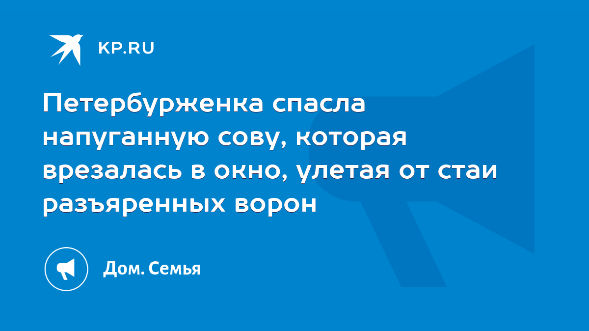 Петербурженка спасла напуганную сову, которая врезалась в окно, улетая от  стаи разъяренных ворон - KP.RU