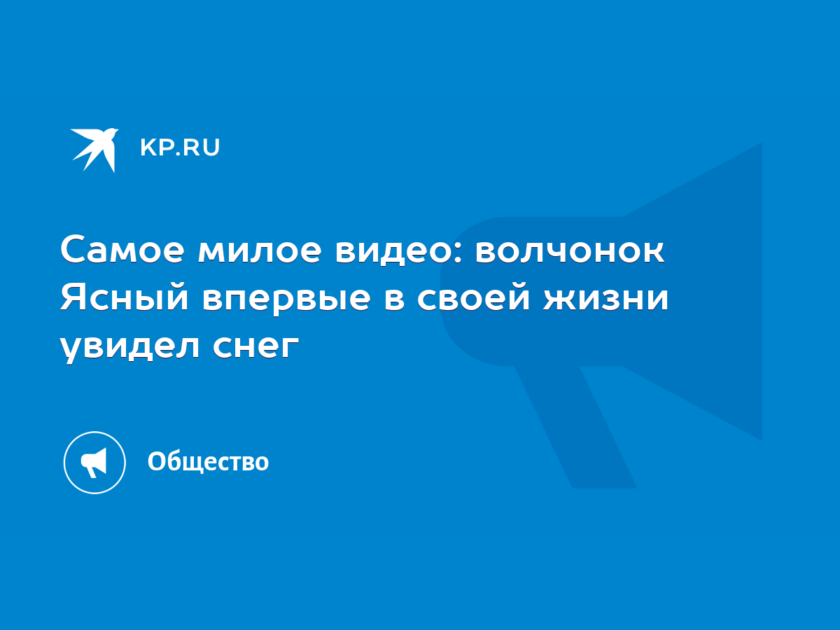 Самое милое видео: волчонок Ясный впервые в своей жизни увидел снег - KP.RU