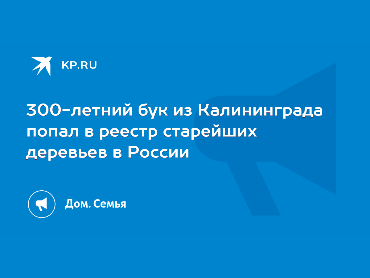 300-летний бук из Калининграда попал в реестр старейших деревьев в России -  KP.RU