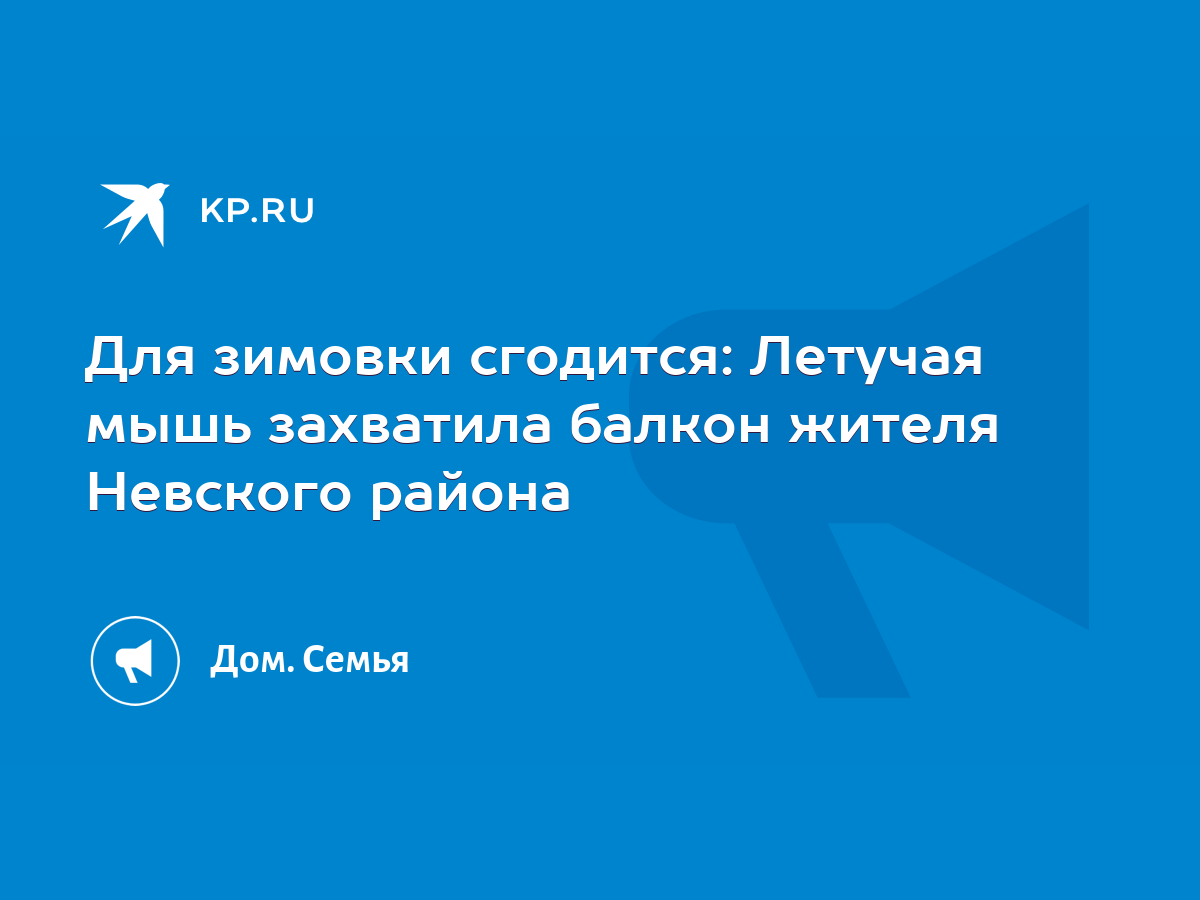 Для зимовки сгодится: Летучая мышь захватила балкон жителя Невского района  - KP.RU