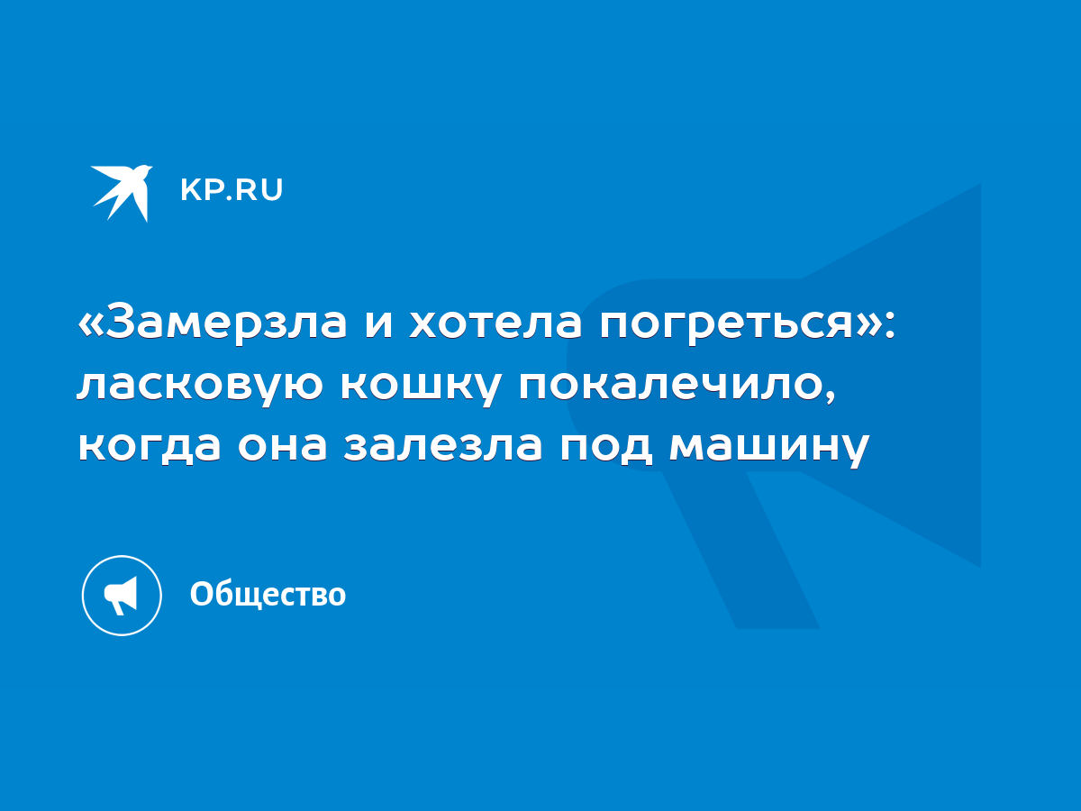 Замерзла и хотела погреться»: ласковую кошку покалечило, когда она залезла  под машину - KP.RU