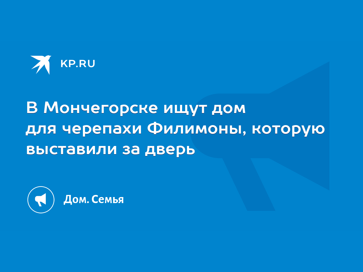 В Мончегорске ищут дом для черепахи Филимоны, которую выставили за дверь -  KP.RU