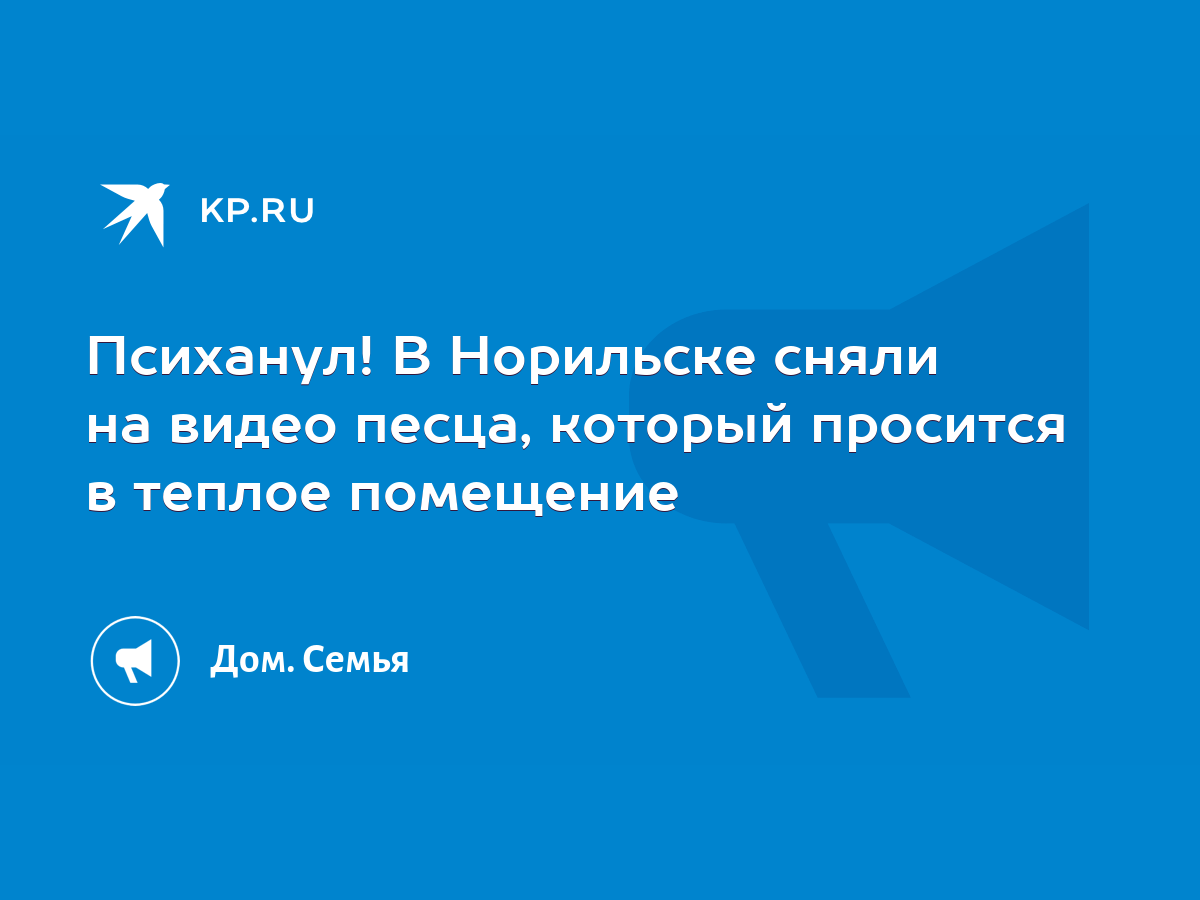 Психанул! В Норильске сняли на видео песца, который просится в теплое  помещение - KP.RU