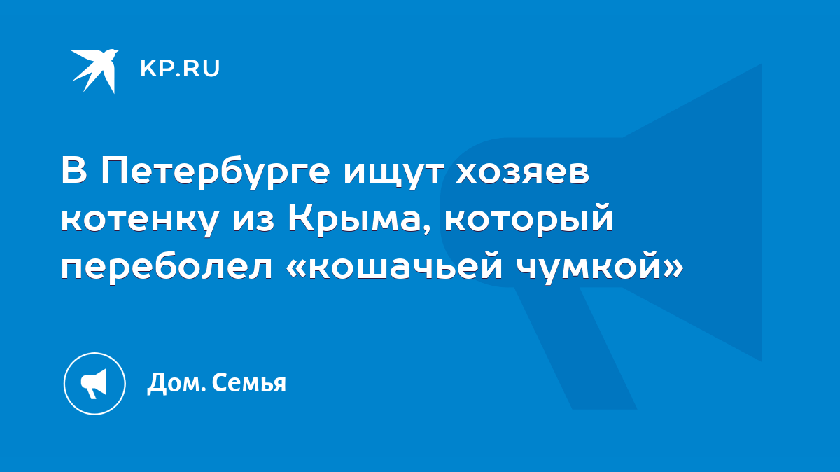 В Петербурге ищут хозяев котенку из Крыма, который переболел «кошачьей  чумкой» - KP.RU