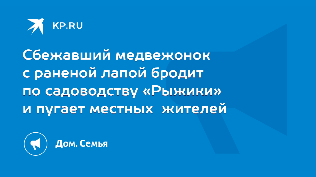 Сбежавший медвежонок с раненой лапой бродит по садоводству «Рыжики» и  пугает местных жителей - KP.RU