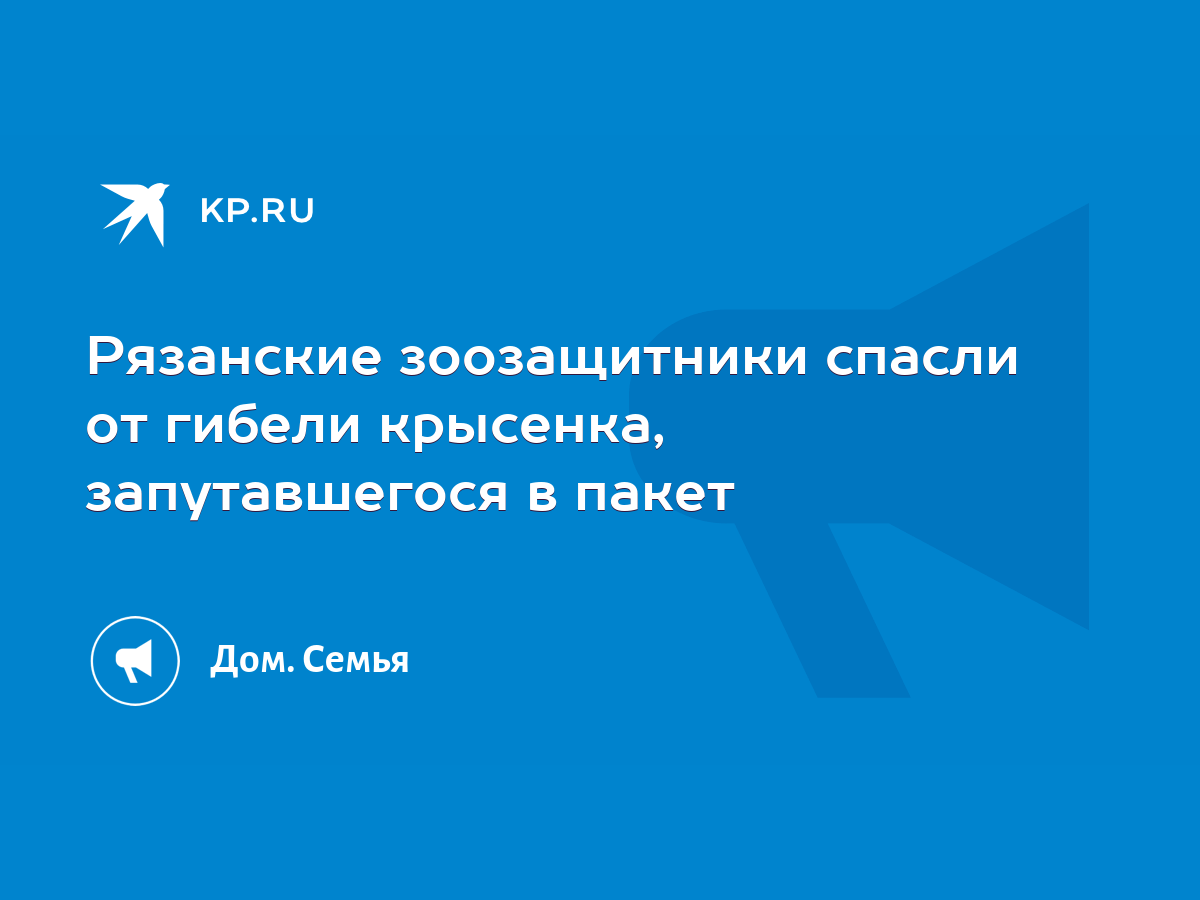 Рязанские зоозащитники спасли от гибели крысенка, запутавшегося в пакет -  KP.RU