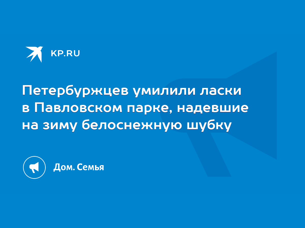 Петербуржцев умилили ласки в Павловском парке, надевшие на зиму белоснежную  шубку - KP.RU